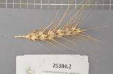Click for 1 image(s) for this accession. Spike